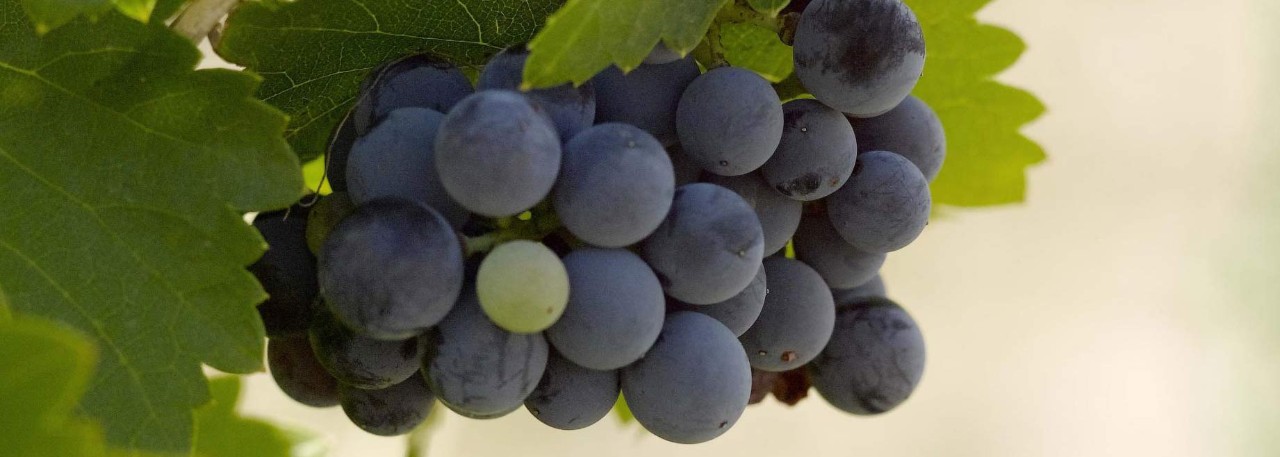 tempranillo