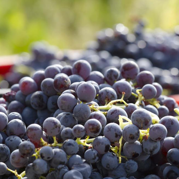 Grapes