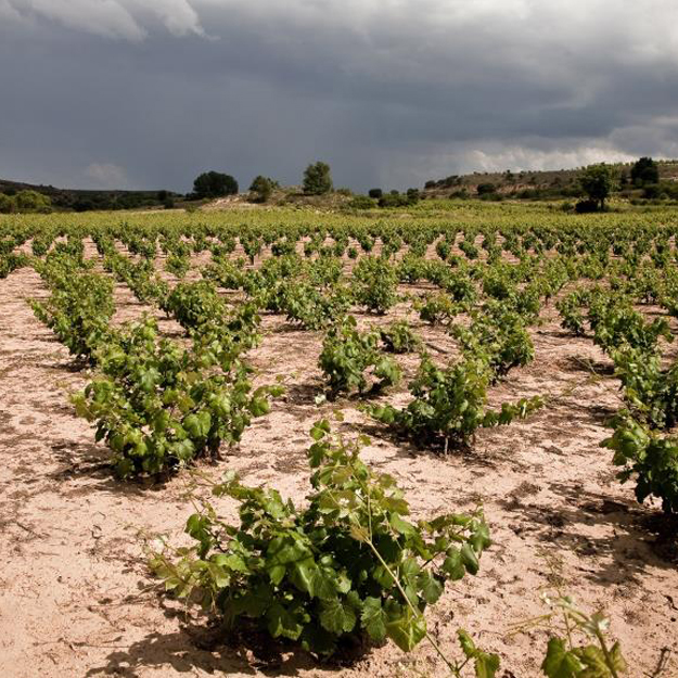 Vineyard
