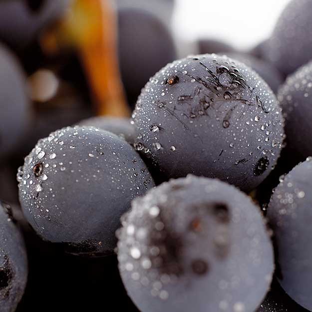 Monastrell grape from Spain. Patricia R.Soto/@ICEX