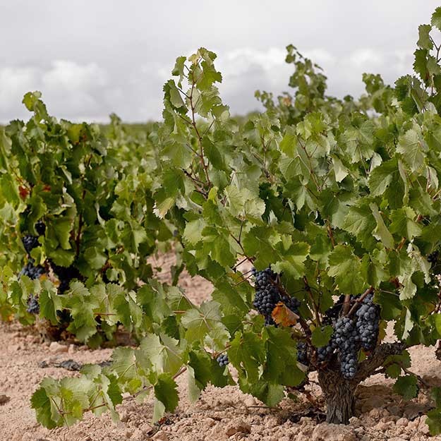Monastrell grape from Spain. Patricia R.Soto/@ICEX