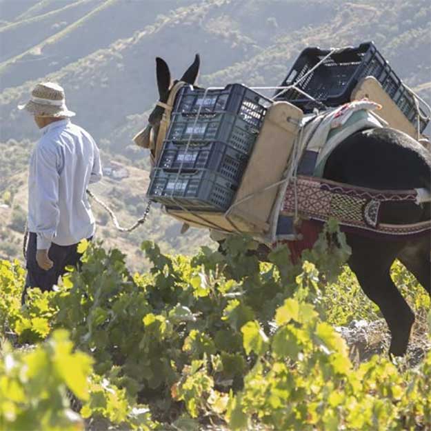 Heroic harvest in Spain