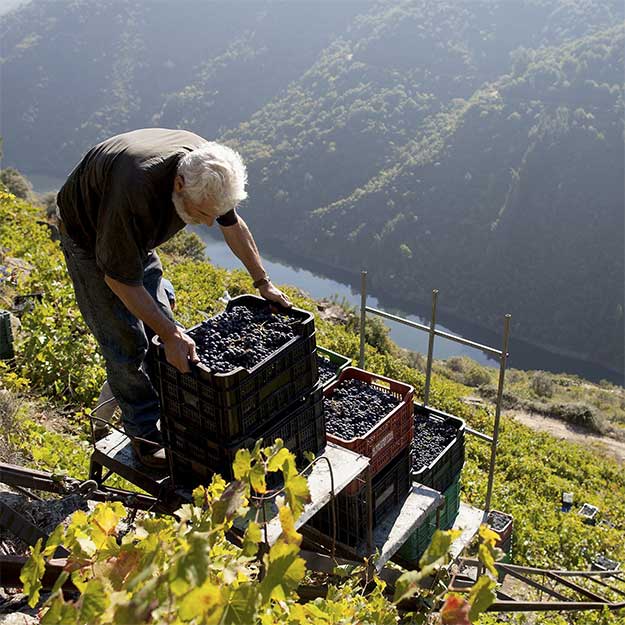 Heroic harvest in Spain