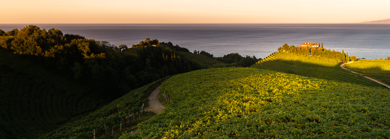 Txakoli vineyards in the Basque Country
