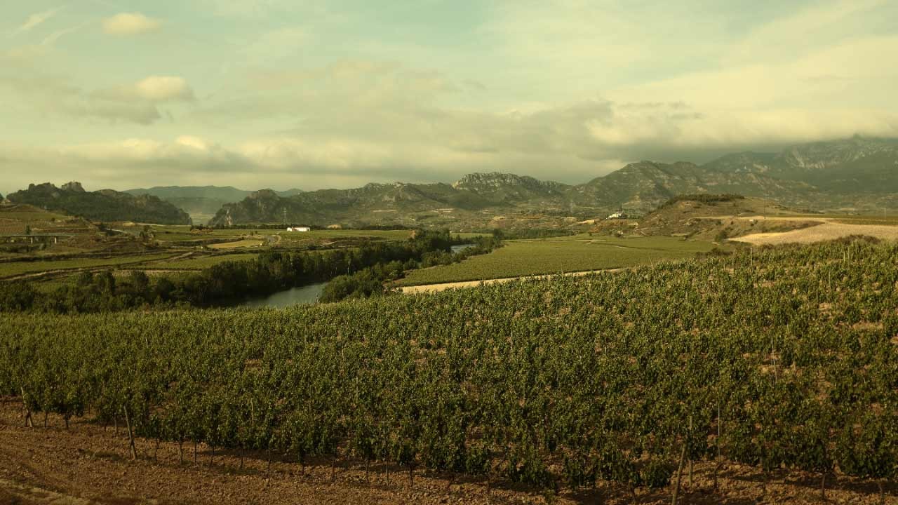 Copia de Vinodulce