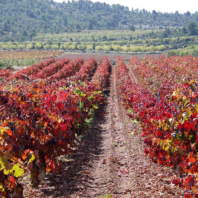 Organic wines in Spain. Photo by Bodegas Altolandon.