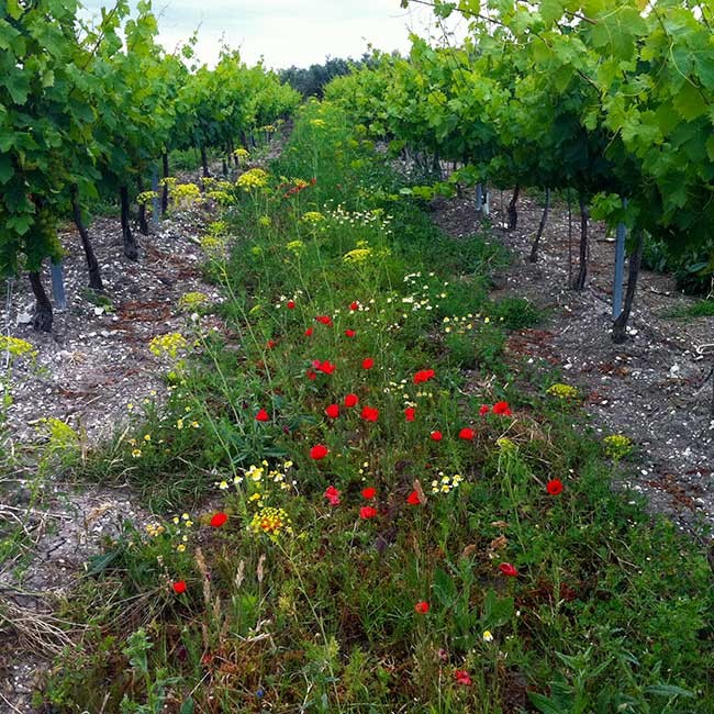 Organic wines in Spain. Photo by Bodegas Robles.