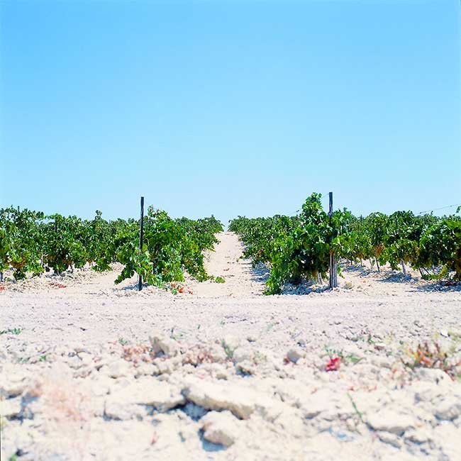 Sherry vineyard. Photo: Regulatory Council DO Sherry-Jerez-Xérès