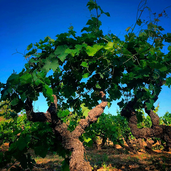 Vineyards in the DO Alicante. 