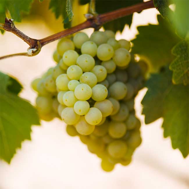 Spanish Viura grape. Photo: Regulatory Council DOCa Rioja