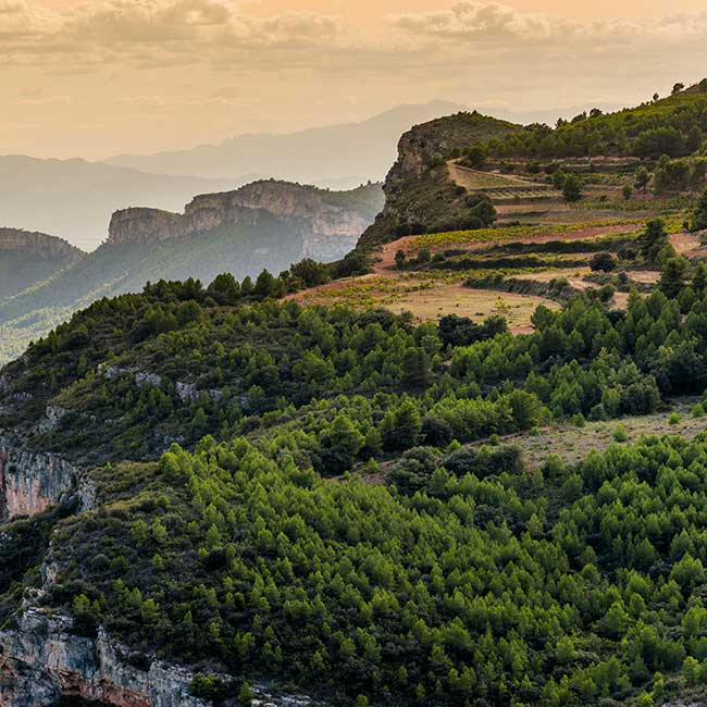 Vineyard of Scala Dei winery in the DOCa Priorat.
