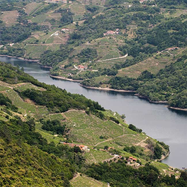 Vineyard of Ronsel do Sil winery in the DO Ribeira Sacra. 