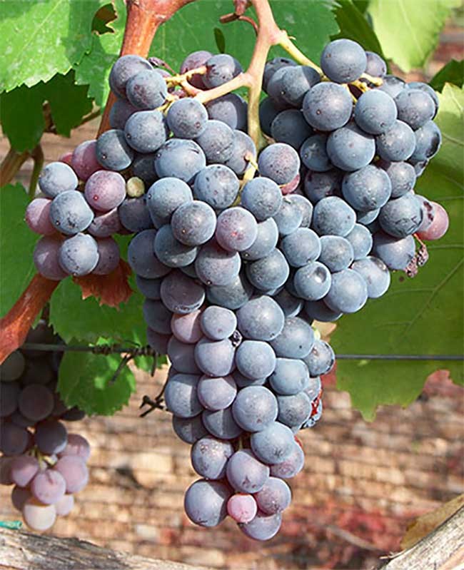 Mallorca’s native wine grapes. Manto Negro. Photo by: DO Binissalem Mallorca