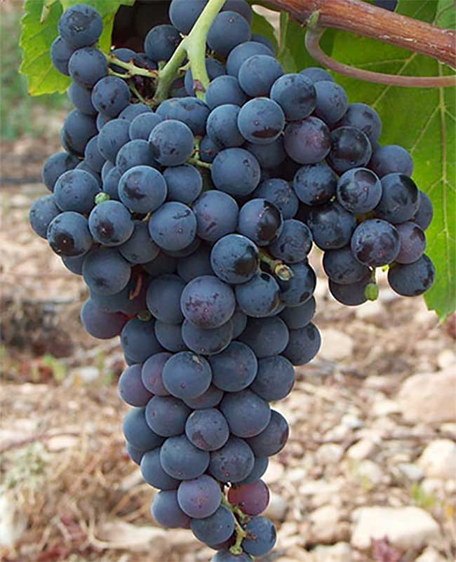 Mallorca’s native wine grapes. Fogoneu. Photo by: DO Binissalem Mallorca