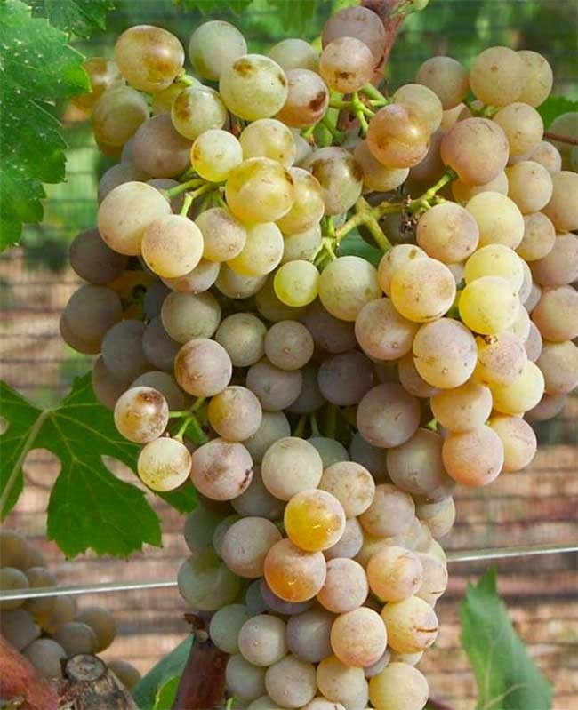 Mallorca’s native wine grapes. Giro Ros. Photo by: DO Binissalem Mallorca