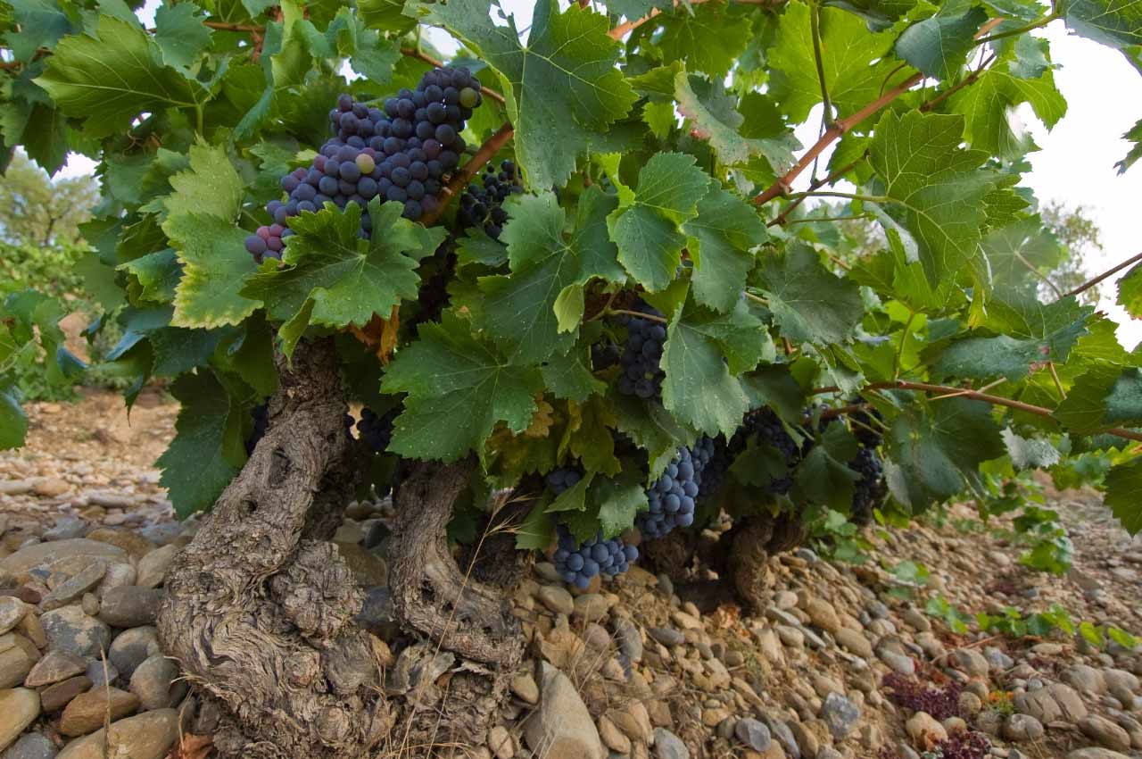 Garnacha