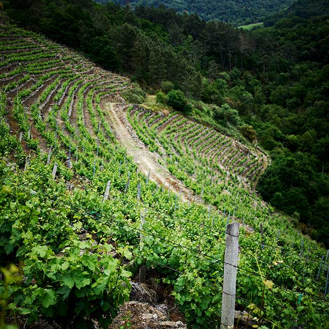 DO Ribeira Sacra. Photo by: @ICEX