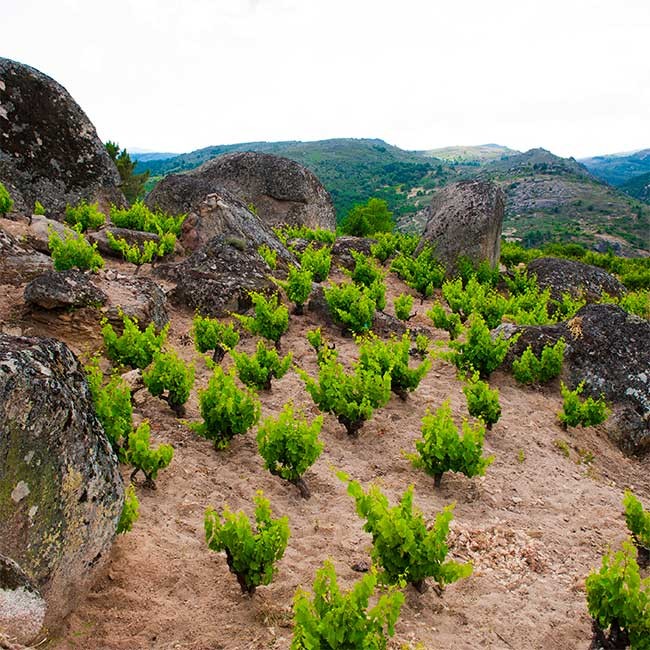 Garnacha winery in Gredos mountains.  Photo by: Comando G