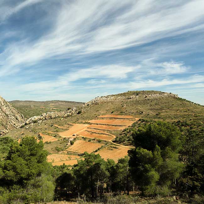 El Jardín de los Iguales vineyard, of Bodegas Frontonio. Photo by: Bodegas Frontonio