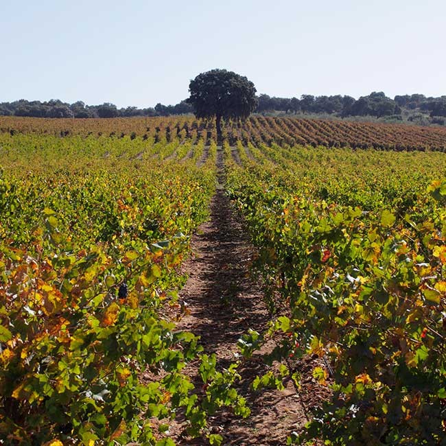 Vineyard of Cortijo de los Aguilares winery. Photo by: Fernando Madariaga/@ICEX.