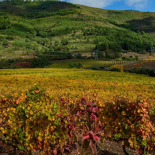 Valdeorras vineyards. Photo by: DO Valdeorras