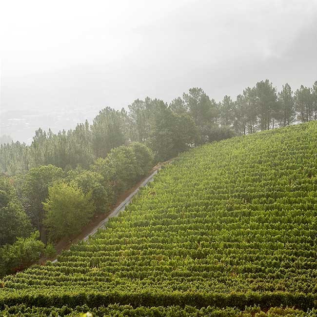 Valdeorras vineyards. Photo by: Patricia R. Soto/@ICEX