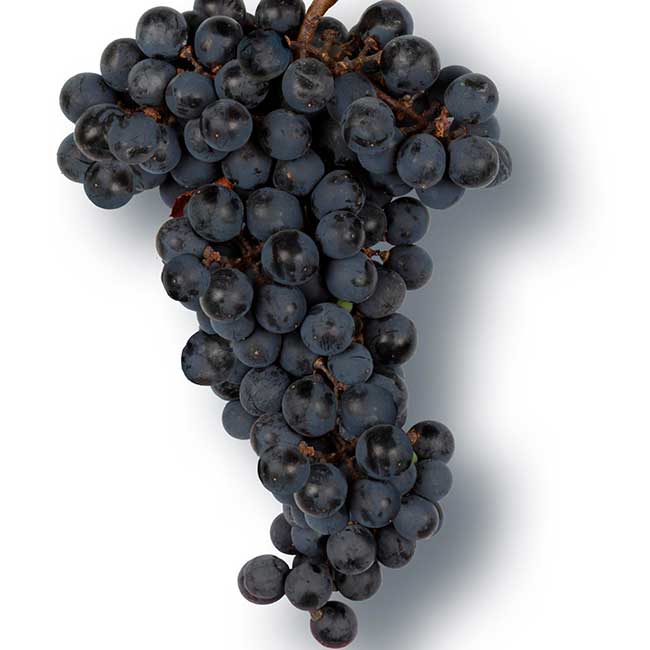 Mencía wine grape. Photo by: Pedro Álvarez/@ICEX