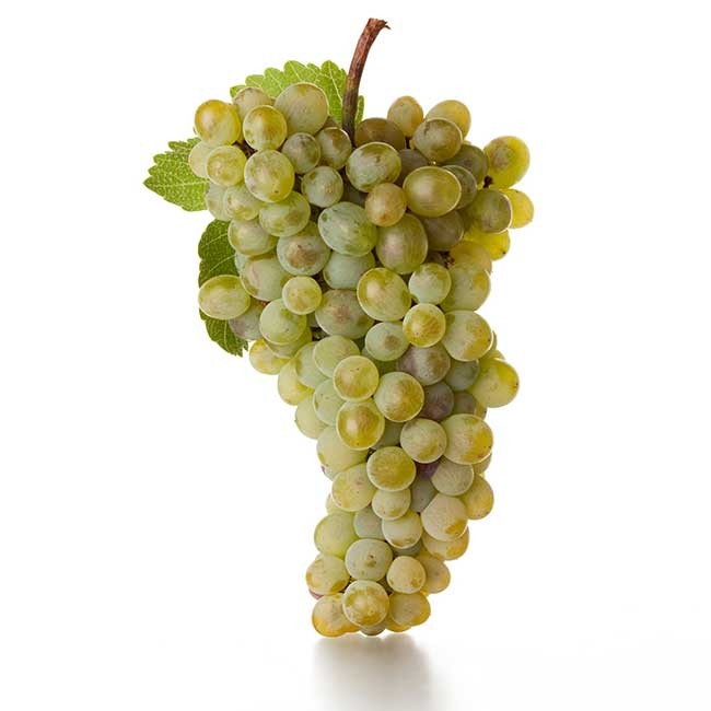 Godello wine grape. Photo by: Juan Manuel Sanz/@ICEX