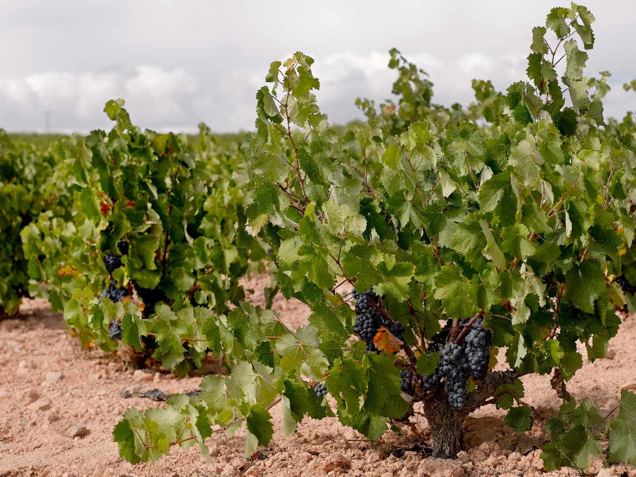 Monastrell