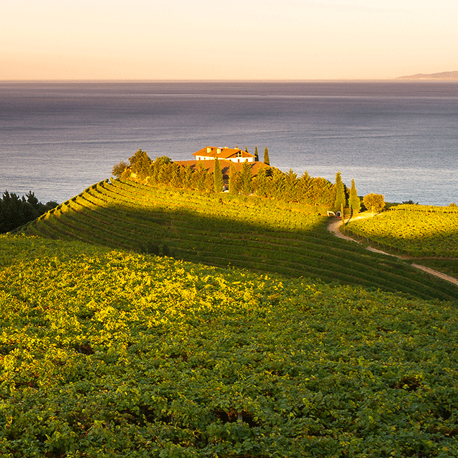 Txakoli vineyards in the Basque Country