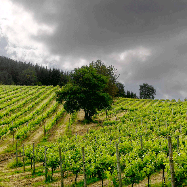 Txakoli vineyards in the Basque Country