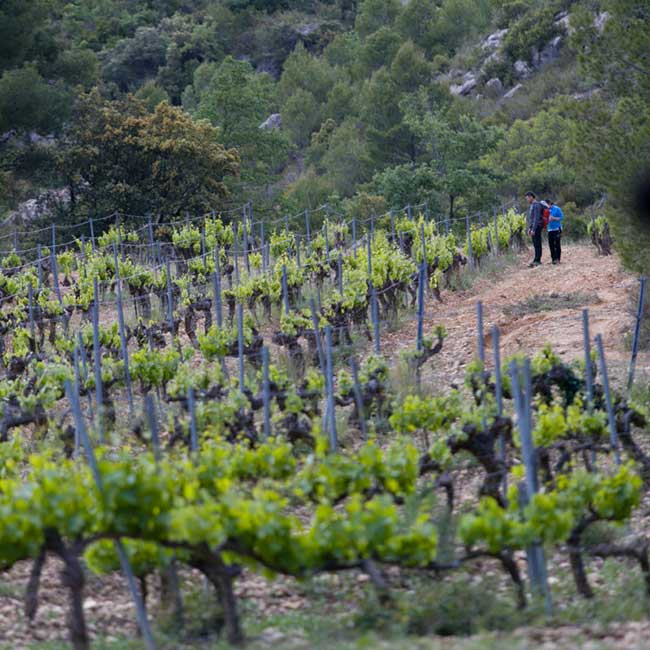 Priorat wines. Photo by: DOCa Priorat