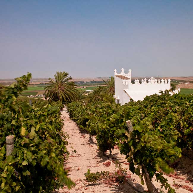 Unfortified wines from Cádiz. Finca Moncloa. Photo by: Finca Moncloa