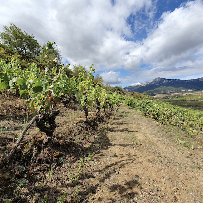 Viñedos singulares Cosme Palacio Rioja