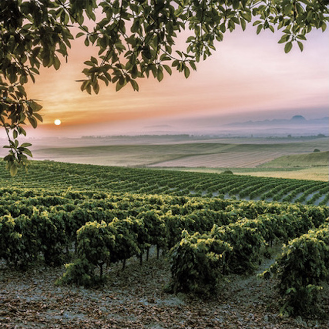 Viñedos Carrascal de Jerez