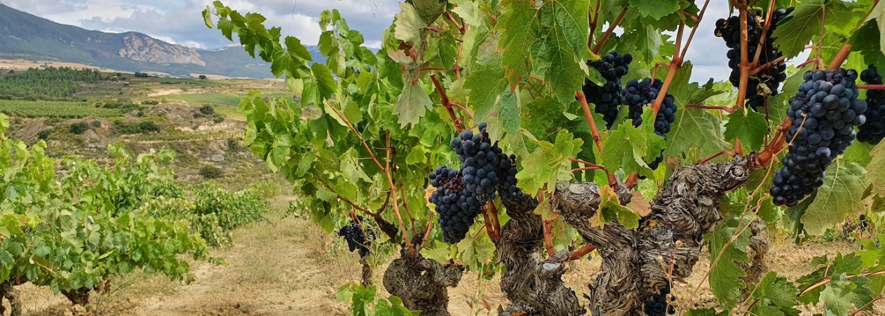 Viñedo Singular Bodega Palacio