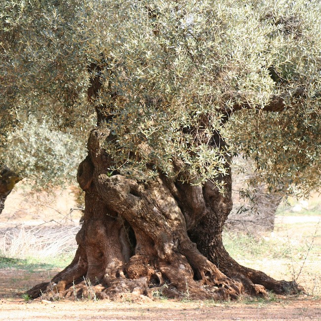 Olives from el Maestrat