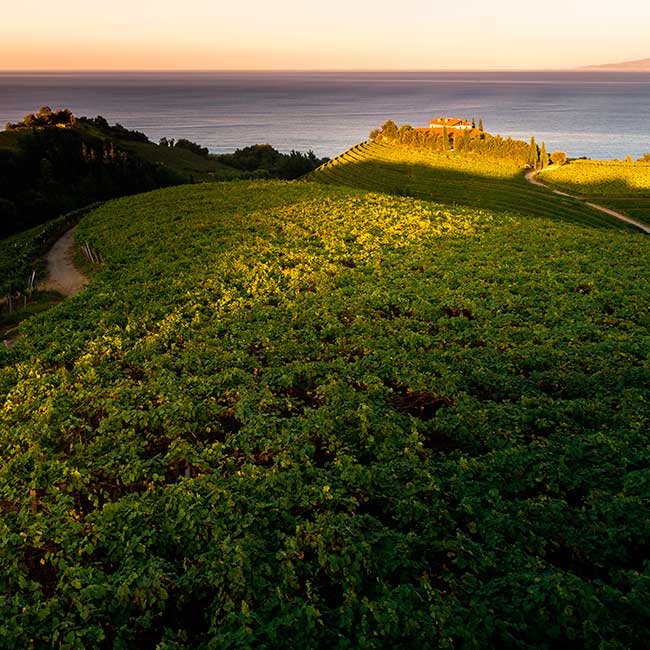 Txakoli vineyards in the Basque Country