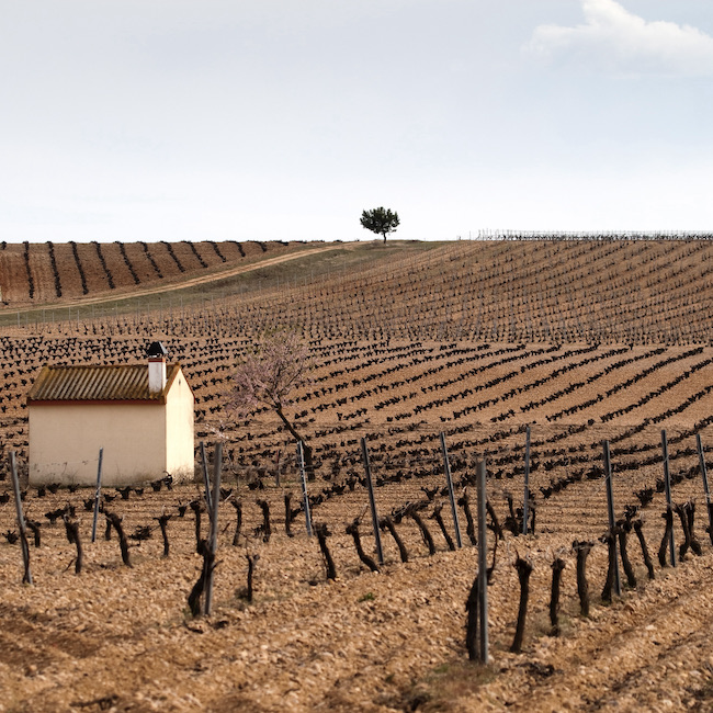 Vineyard (zona de La Seca)