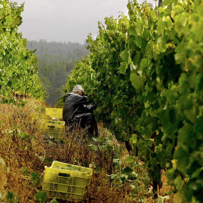 Godello vineyard