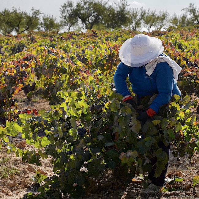 Grape harvester in a Bobal vineyard