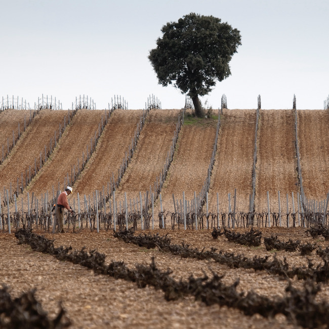 Vineyard (zona de La Seca)