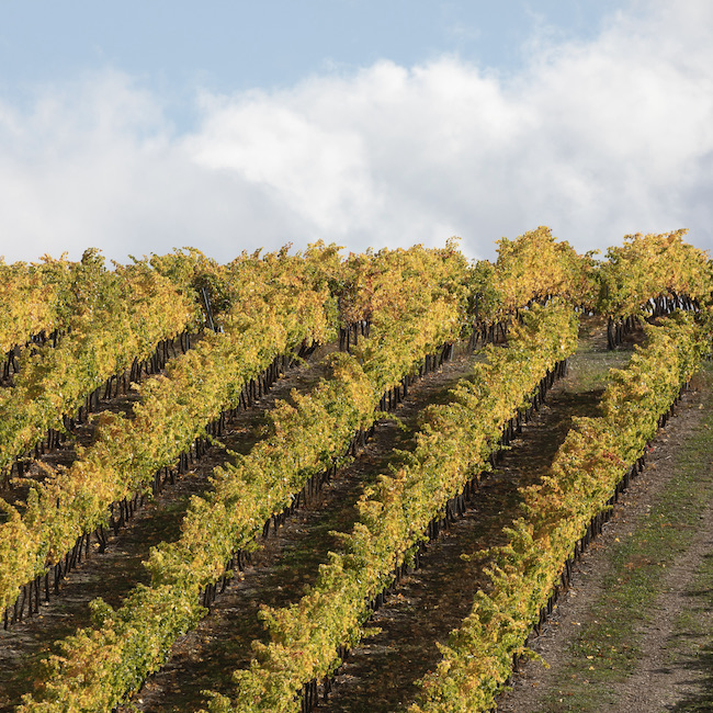 Rows of vineyards, in autumnal colors, in the countryside of Tarazona, near the small town of Vera, Aragon, Spain