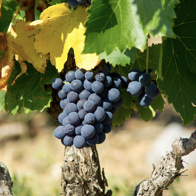 Old vine from AOC Maury, South of France