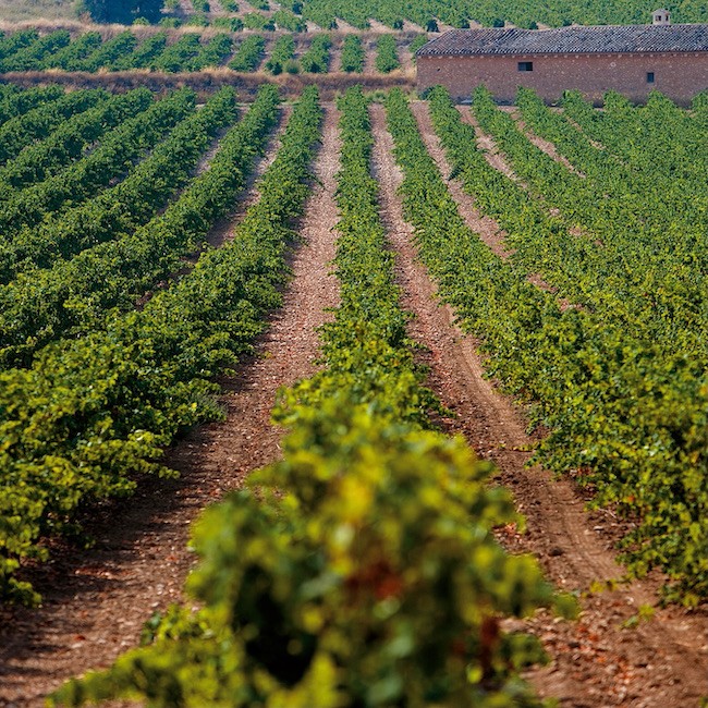 Vineyards, Jumilla (Murcia)