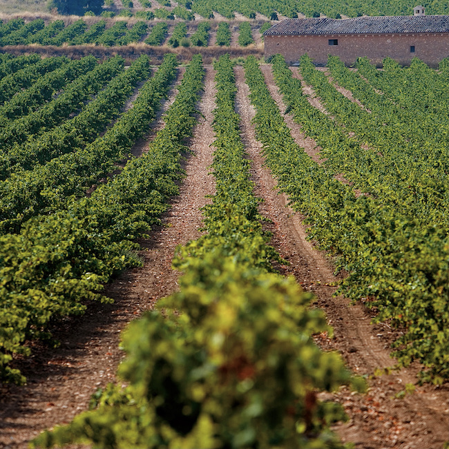 Vineyards, Jumilla (Murcia)