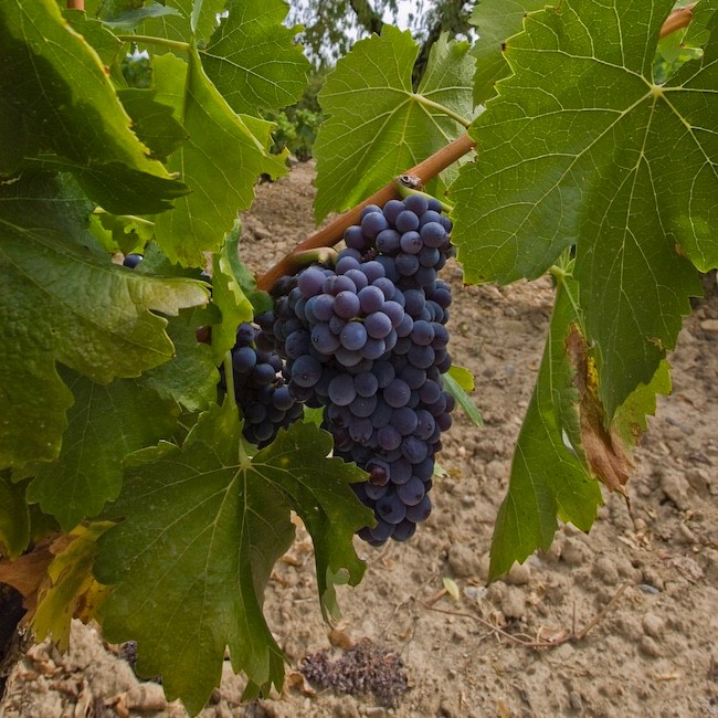 Vine with bunches of Red Garnacha grapes