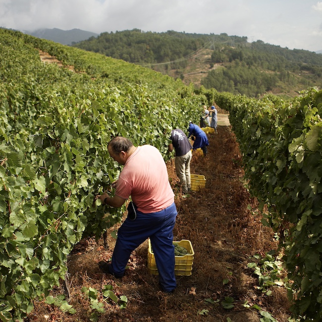 Godello vineyard