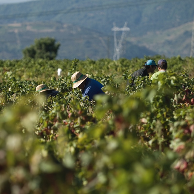 Grape harvesters at a vineyard. El Bierzo