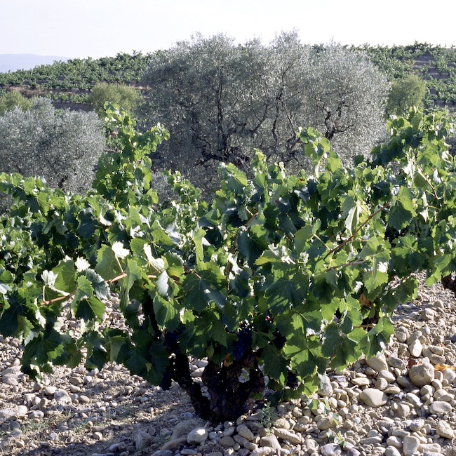 Vineyard of Bodegas Vinas del Vero